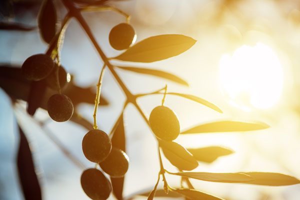 produzione olio | azienda agricola